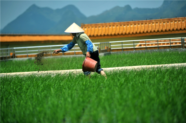 Rice paddy_09_byXinhua